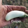 EP Casper