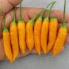 Aji Amarillo ****