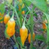 Aji Gold (Limon) **