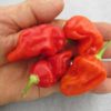 Bhut Jolokia (Ghost Peppers) *****