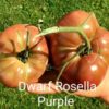Rosella Purple