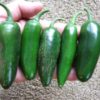 Early Jalapeno ***