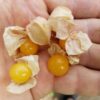 GC Aunt Molly’s Ground Cherry