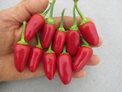 Jalapeno Sweet