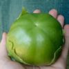 Tomatillo Plaza Latina Giant Green