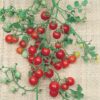 Red Currant