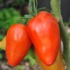 San Marzano Redorta