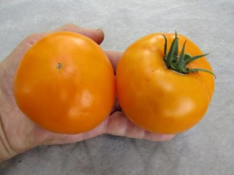 Sweet Tangerine