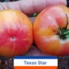 Texas Star