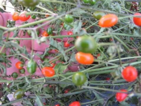 Texas Chiltepin ****