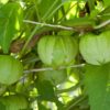 Tomatillo Verde