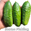 Cuke Boston Pickling