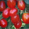 Grape Tomato