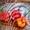 Trinidad Scorpion *****