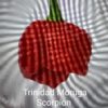 Trinidad Scorpion Maruga *****