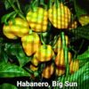 Habanero, Big Sun ****
