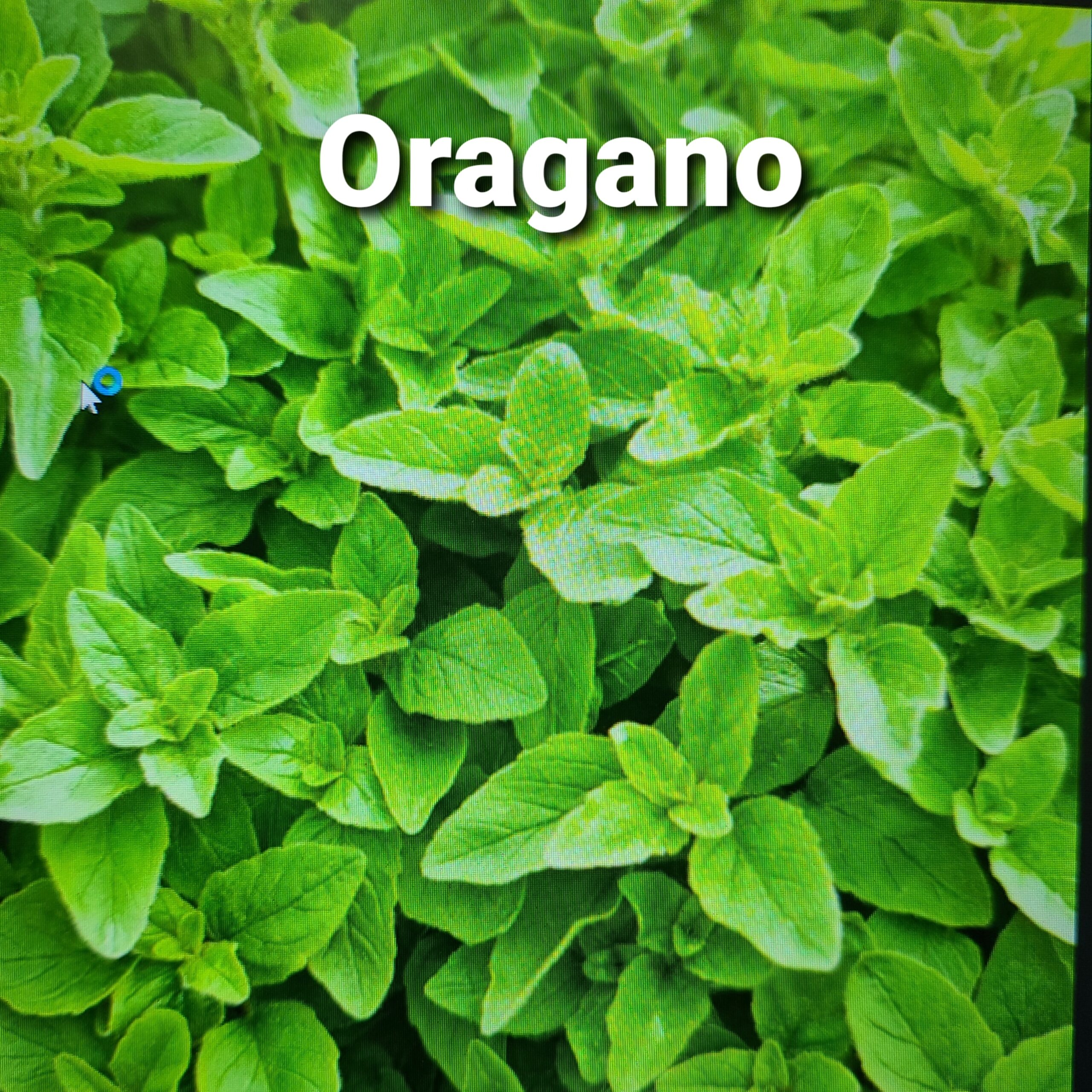 herb Oregano