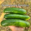 Cuke Tendergreen Burpless