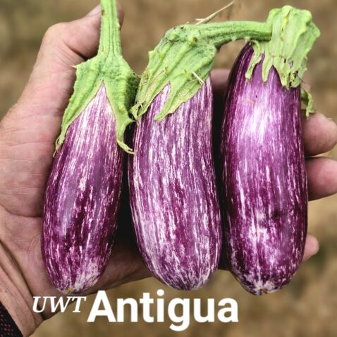 EP Antigua