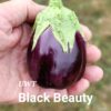 EP Black Beauty