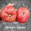 African Queen