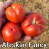 Alaskan Fancy