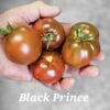 Black Prince