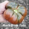 Black from Tula