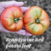 Brandywine Red Potato Leaf