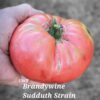 Brandywine Sudduth’s Strain