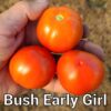 Bush Ealy Girl