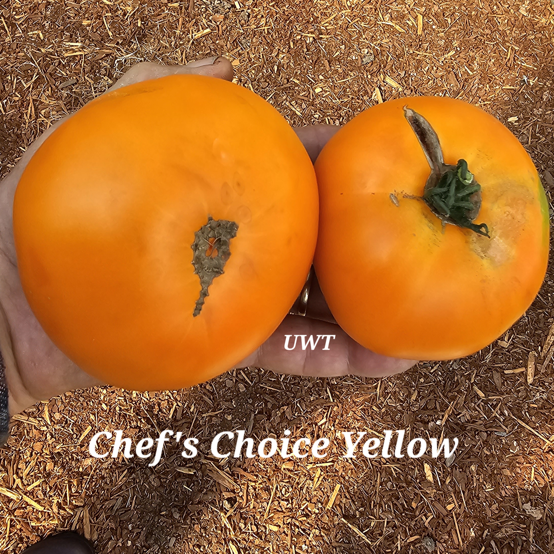 Chef’s Choice Yellow