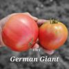 German Giant