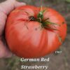 German Red Strawberry