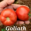 Goliath