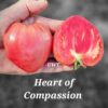 Heart of Compassion