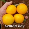 Lemon Boy