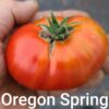 Oregon Spring