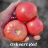 Oxheart Red