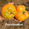 Persimmon