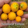 Scotland Yellow