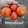 Wayahead