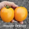 Woodle Orange