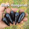 Black Hungarian **