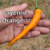 Cayenne Orange **