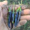 Cayenne Purple ***