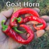 Goat Horn *