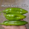 Hatch Green Chile *