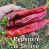 Peperoni di Senise *