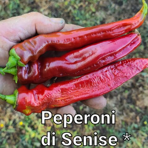 Senise *